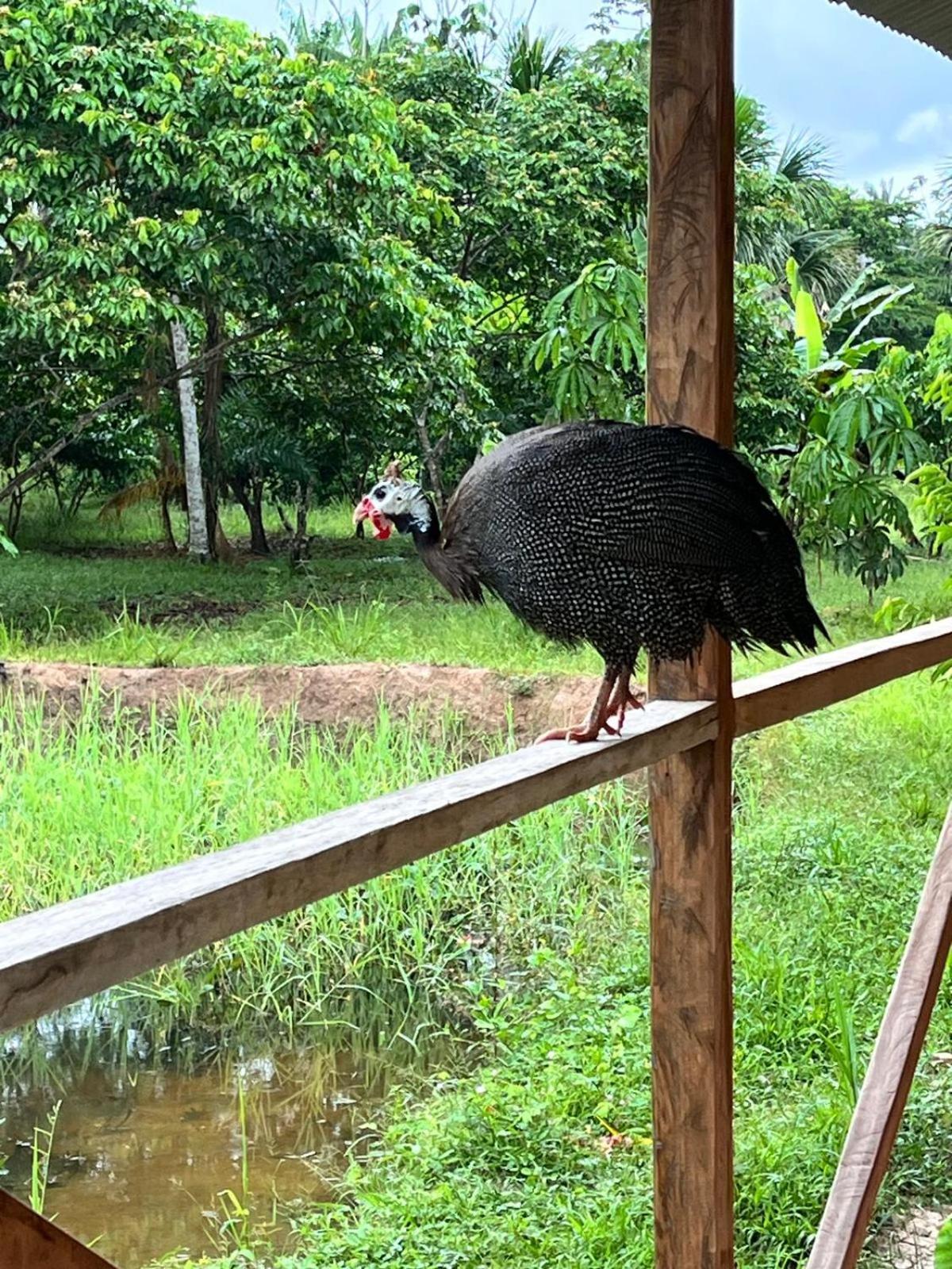 Purachata Ecolodge イキトス エクステリア 写真