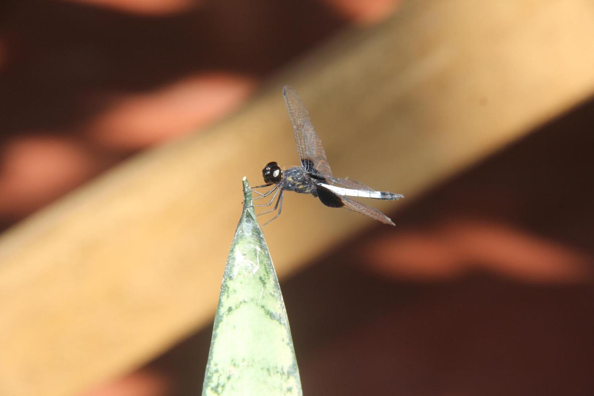 Purachata Ecolodge イキトス エクステリア 写真
